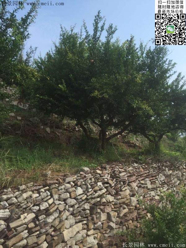 石榴樹 石榴樹