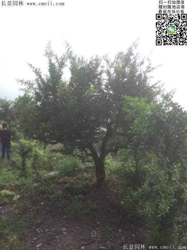 石榴樹 石榴樹