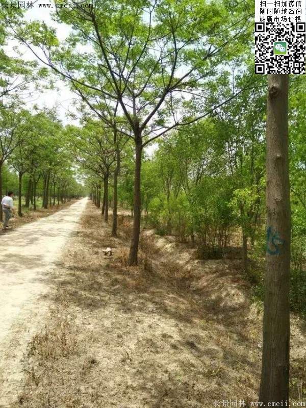 苦楝基地里的苦楝樹(shù)