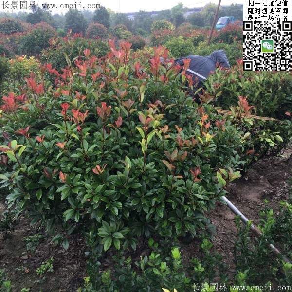 紅葉石楠--長(zhǎng)景園林 紅葉石楠--長(zhǎng)景園林