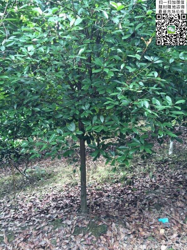 紅葉石楠樹--長(zhǎng)景園林 紅葉石楠樹--長(zhǎng)景園林