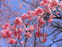 櫻花的花語(yǔ)是什么，有什么寓意？
