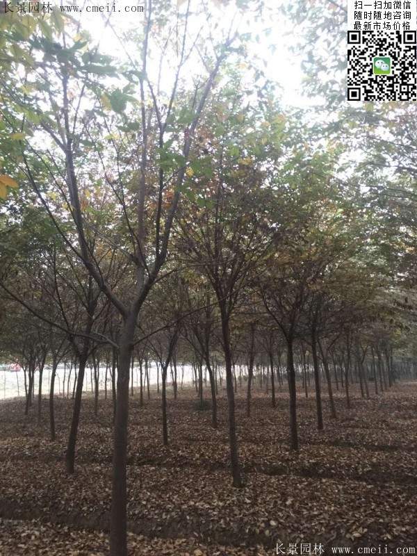 沭陽(yáng)櫸樹(shù) 沭陽(yáng)櫸樹(shù)