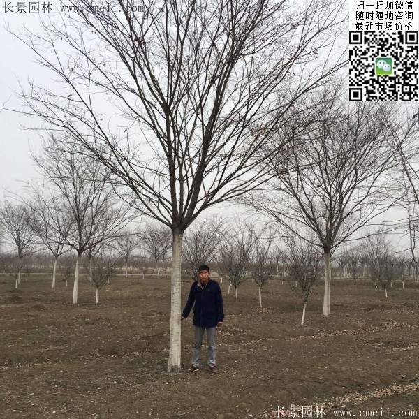 沭陽(yáng)櫸樹(shù) 沭陽(yáng)櫸樹(shù)