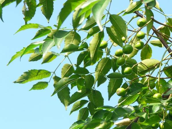 沭陽(yáng)苦楝樹 沭陽(yáng)苦楝樹
