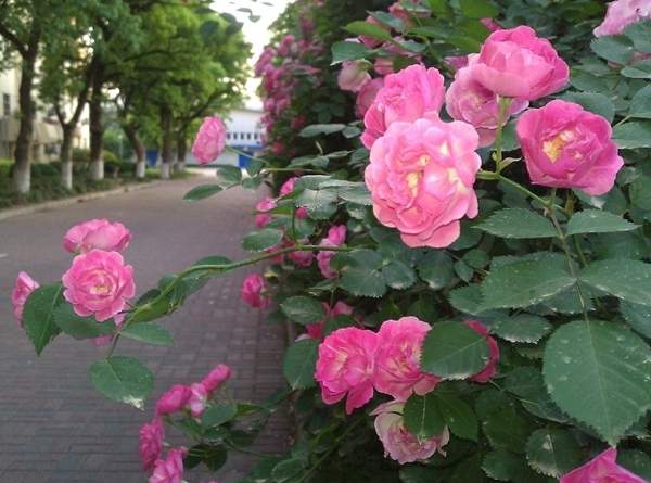 沭陽(yáng)薔薇花