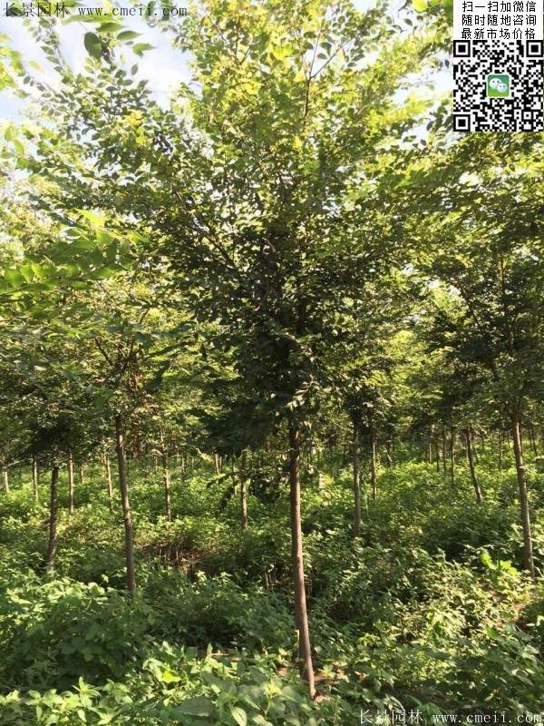 櫸樹哪里便宜？麻煩推薦一家大型，有誠信的單位！