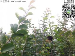 「內(nèi)部資料」行內(nèi)采購流蘇樹報(bào)價(jià)單曝光！