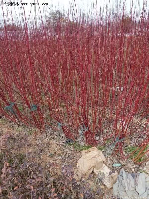 紅瑞木價(jià)格 紅瑞木價(jià)格