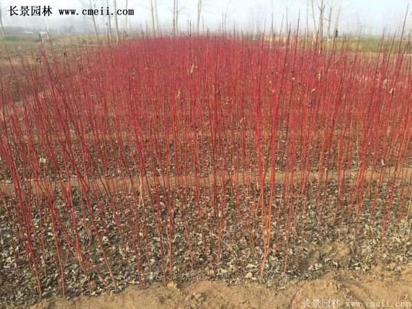 紅瑞木產(chǎn)地 紅瑞木產(chǎn)地