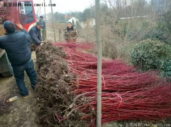 紅瑞木產(chǎn)地 紅瑞木產(chǎn)地