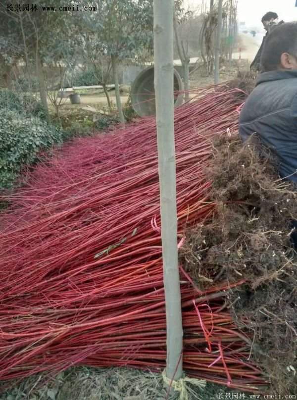 紅瑞木產(chǎn)地 紅瑞木產(chǎn)地