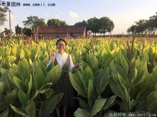 低價格，高質(zhì)量的美人蕉