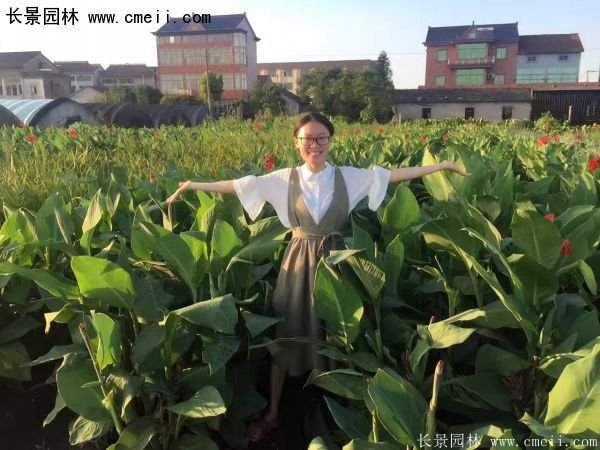 低價格，高質(zhì)量的美人蕉