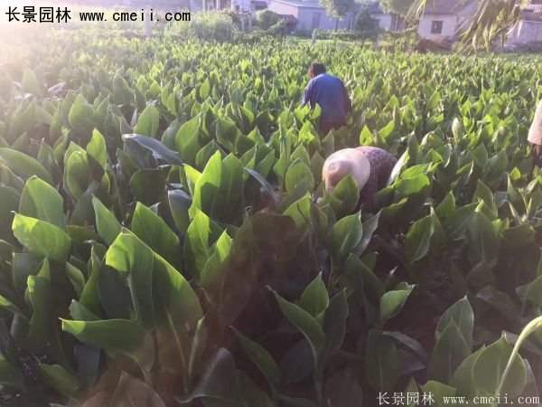 低價格，高質(zhì)量的美人蕉