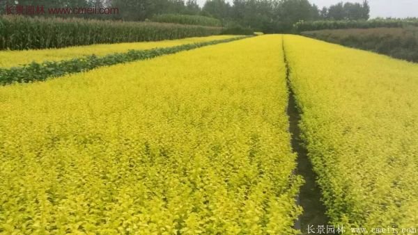 金葉女貞苗、金葉女貞球