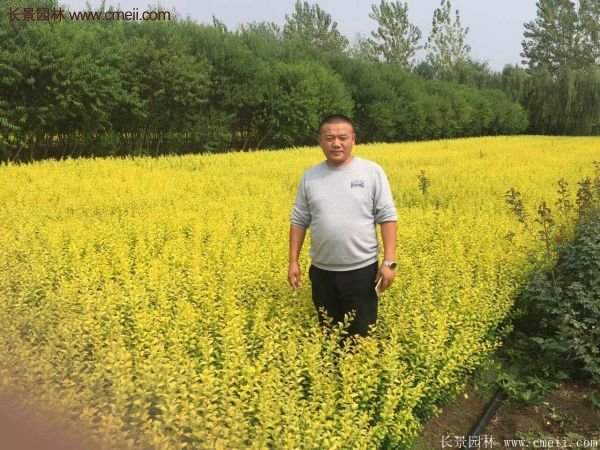 沭陽的金葉女貞基地 沭陽的金葉女貞基地