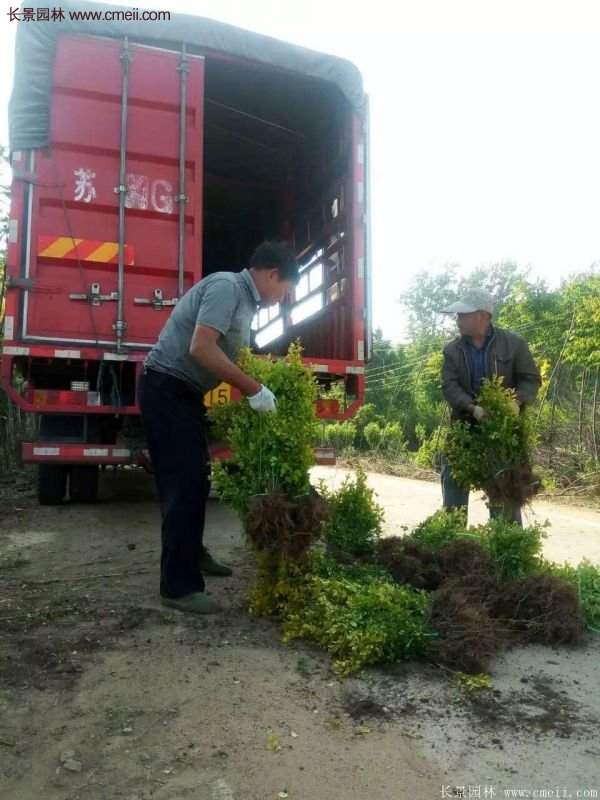 沭陽的金葉女貞基地 沭陽的金葉女貞基地
