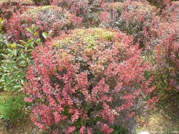 沭陽(yáng)基地的紅葉小檗苗、紅葉小檗球