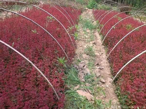 沭陽(yáng)基地的紅葉小檗苗、紅葉小檗球