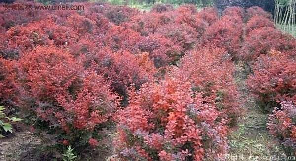 沭陽(yáng)基地的紅葉小檗苗、紅葉小檗球 沭陽(yáng)基地的紅葉小檗苗、紅葉小檗球