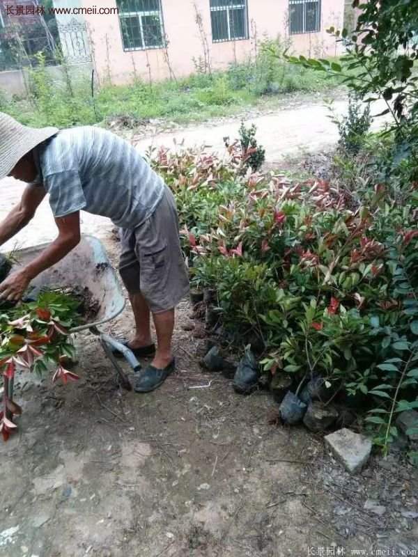 紅葉石楠的養(yǎng)護(hù)方法 紅葉石楠的養(yǎng)護(hù)方法