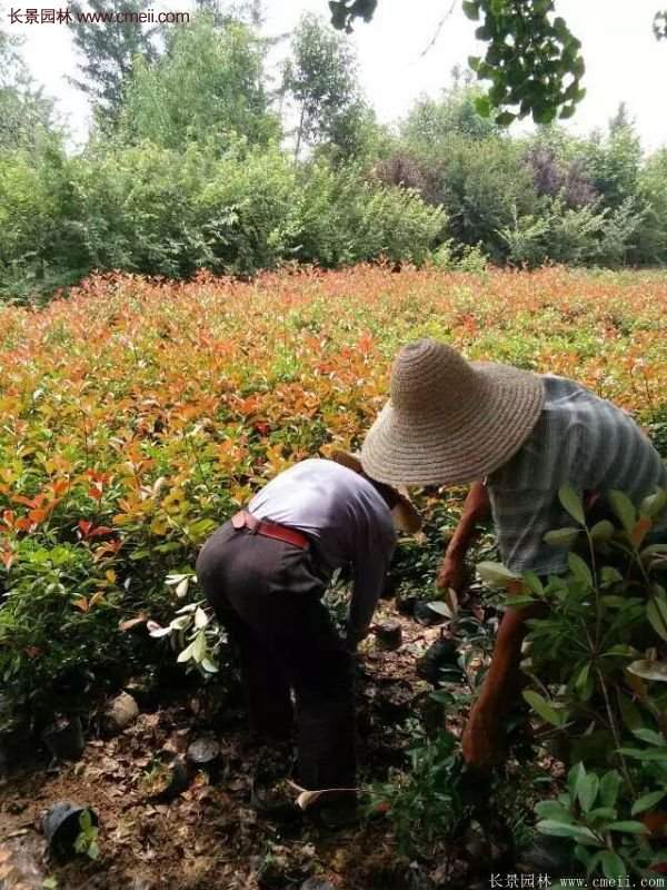 紅葉石楠的養(yǎng)護(hù)方法 紅葉石楠的養(yǎng)護(hù)方法