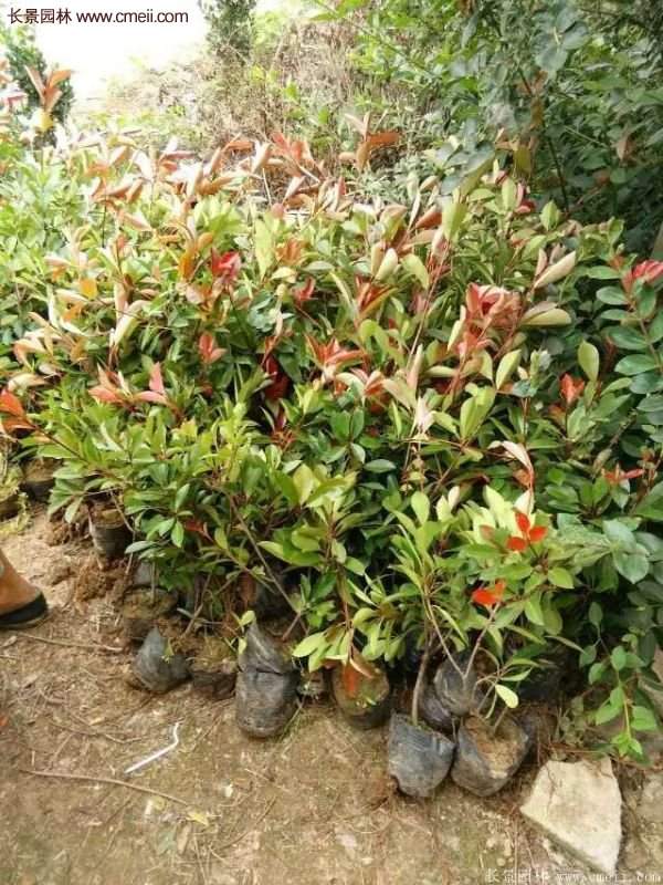 紅葉石楠的養(yǎng)護(hù)方法 紅葉石楠的養(yǎng)護(hù)方法