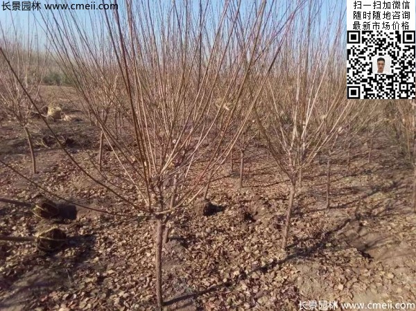 地徑5-7公分紅梅，數(shù)量7000棵左右