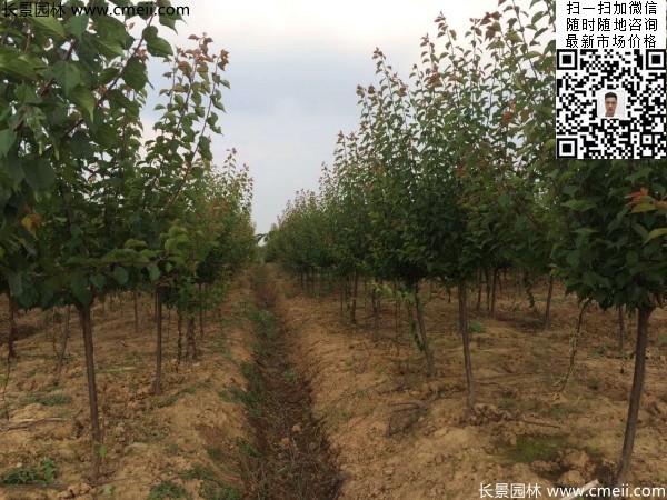地徑5-7公分紅梅，數(shù)量7000棵左右