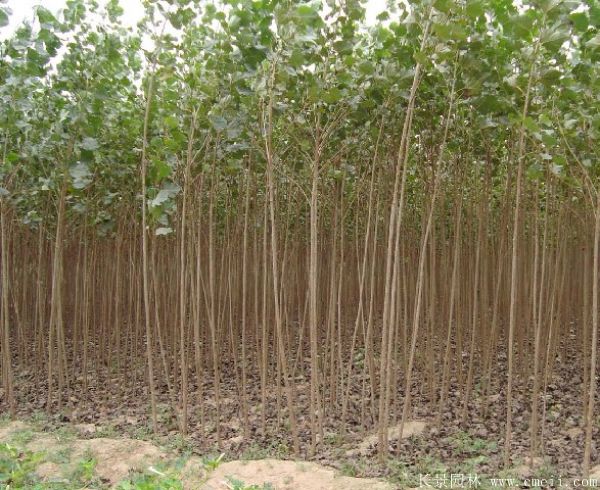 便宜的楊樹(shù)苗哪里有賣(mài)?