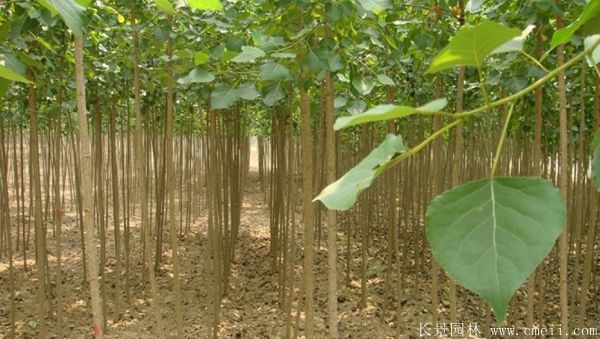 便宜的楊樹(shù)苗哪里有賣(mài)?