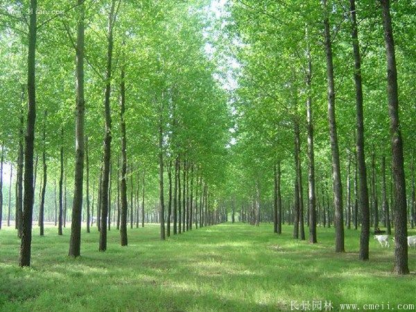 便宜的楊樹(shù)苗哪里有賣(mài)?