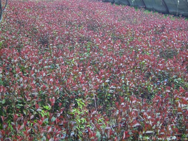 紅葉李