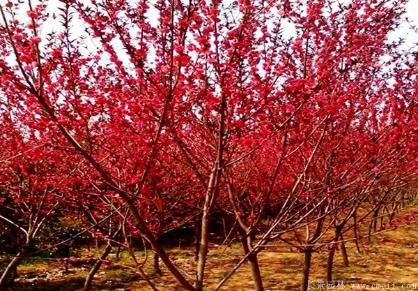紅葉碧桃圖片紅葉碧桃基地實拍 紅葉碧桃圖片紅葉碧桃基地實拍