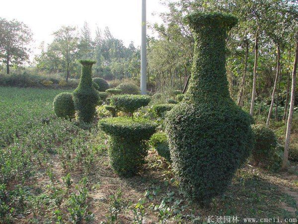 小葉女貞造型樹(shù)圖片基地實(shí)拍 小葉女貞造型樹(shù)圖片基地實(shí)拍