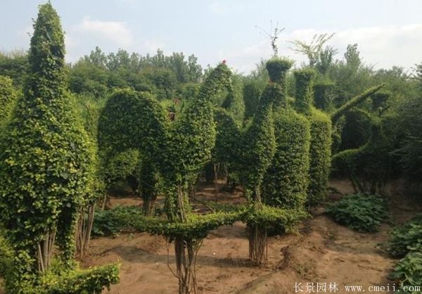 小葉女貞造型樹(shù)圖片基地實(shí)拍 小葉女貞造型樹(shù)圖片基地實(shí)拍