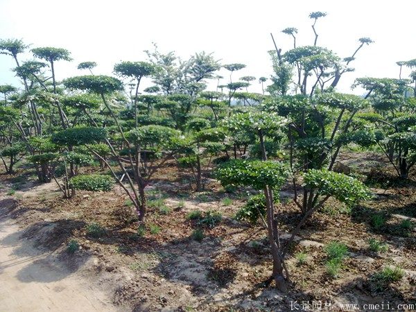 小葉女貞造型樹圖片基地實(shí)拍 小葉女貞造型樹圖片基地實(shí)拍