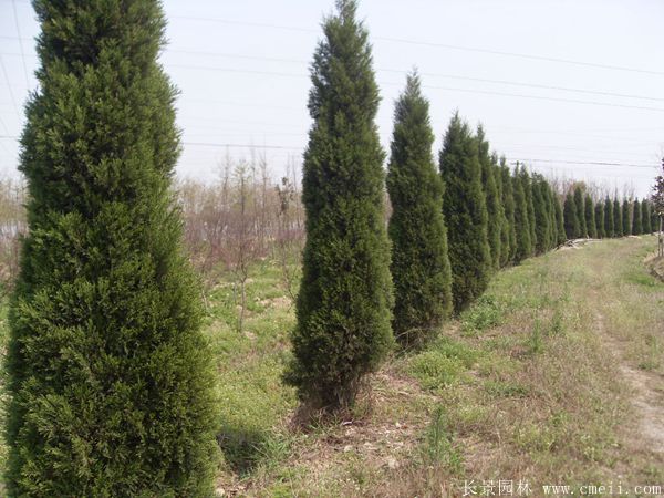 蜀檜圖片蜀檜基地實(shí)拍 蜀檜圖片蜀檜基地實(shí)拍