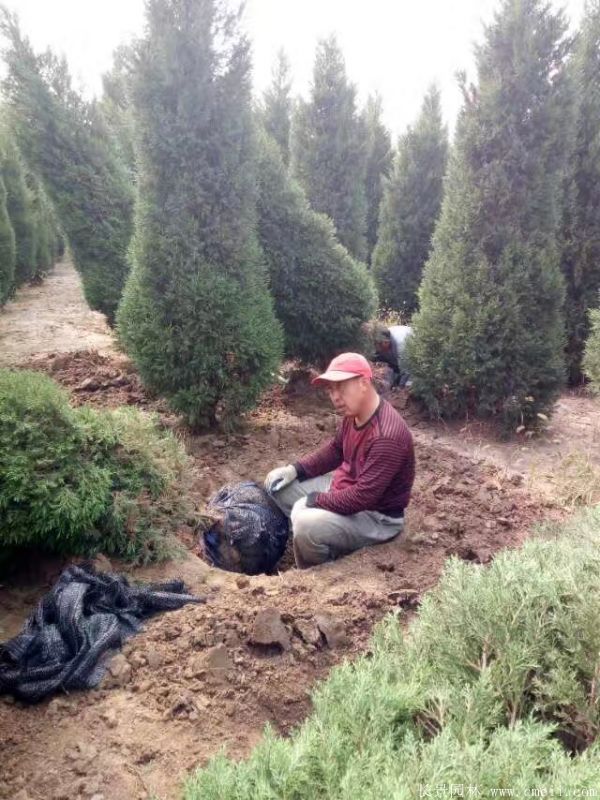 蜀檜圖片蜀檜基地實(shí)拍 蜀檜圖片蜀檜基地實(shí)拍