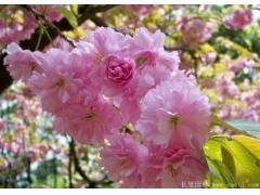 甘肅櫻花價格便宜嗎？