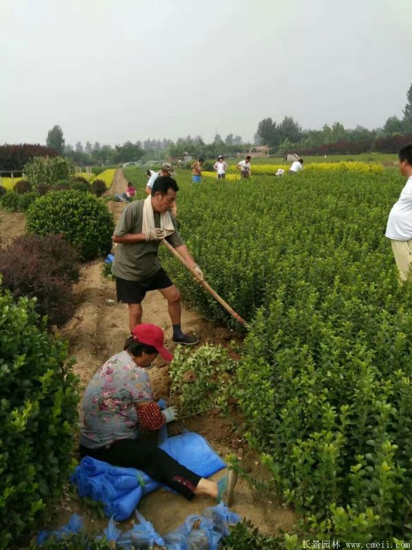 大葉黃楊苗圖片基地實拍 大葉黃楊苗圖片基地實拍