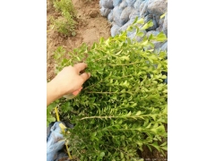 30公分40公分50公分小葉黃楊價(jià)格多少錢一棵？