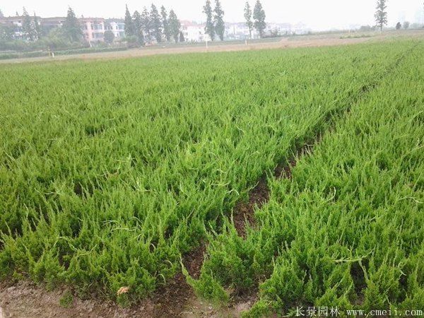 小龍柏圖片基地實(shí)拍 小龍柏圖片基地實(shí)拍