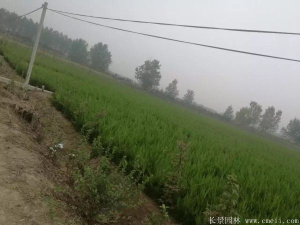 小龍柏圖片基地實(shí)拍 小龍柏圖片基地實(shí)拍