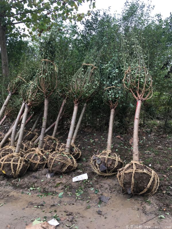 紅梅樹(shù)紅梅花圖片基地實(shí)拍 紅梅樹(shù)紅梅花圖片基地實(shí)拍