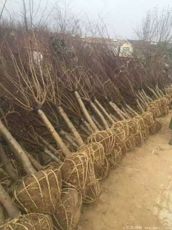 紅梅樹(shù)紅梅花圖片基地實(shí)拍 紅梅樹(shù)紅梅花圖片基地實(shí)拍