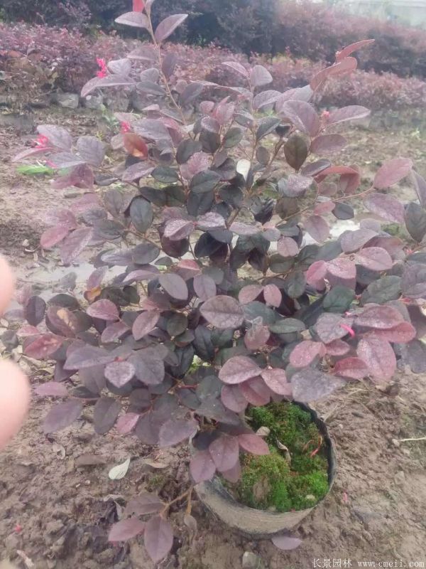 紅花繼木圖片基地實拍 紅花繼木圖片基地實拍
