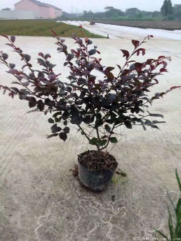 紅花繼木圖片基地實(shí)拍 紅花繼木圖片基地實(shí)拍
