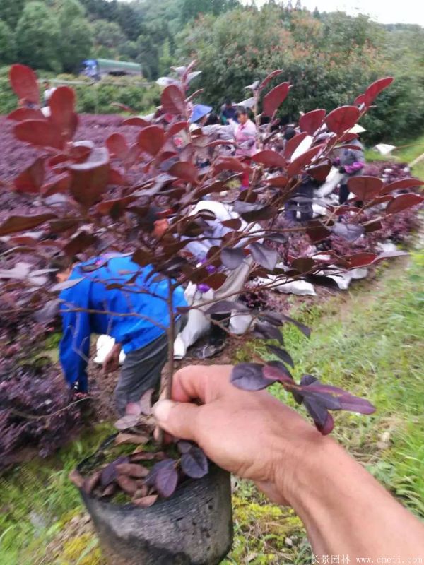 紅花繼木圖片基地實拍 紅花繼木圖片基地實拍